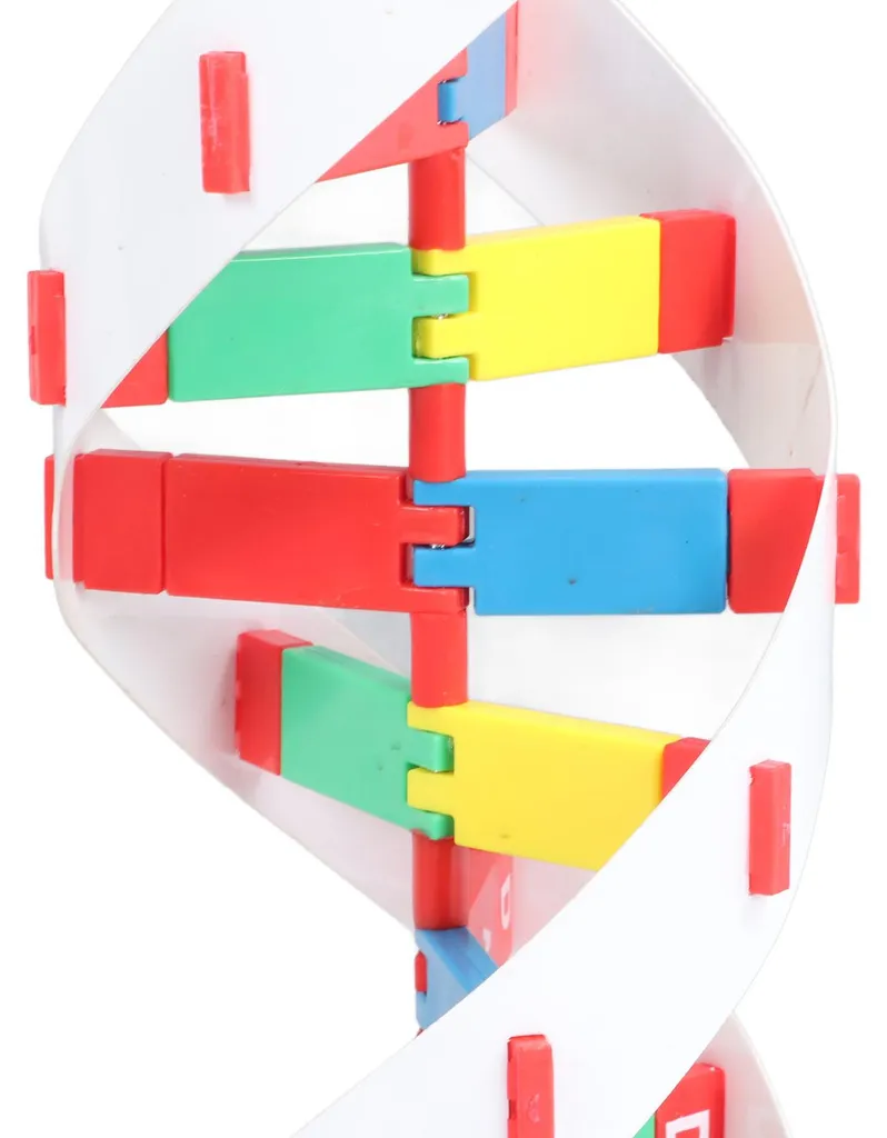 Maquette ADN Colorée 33cm - Structure en Double Hélice Haute Précision - 13