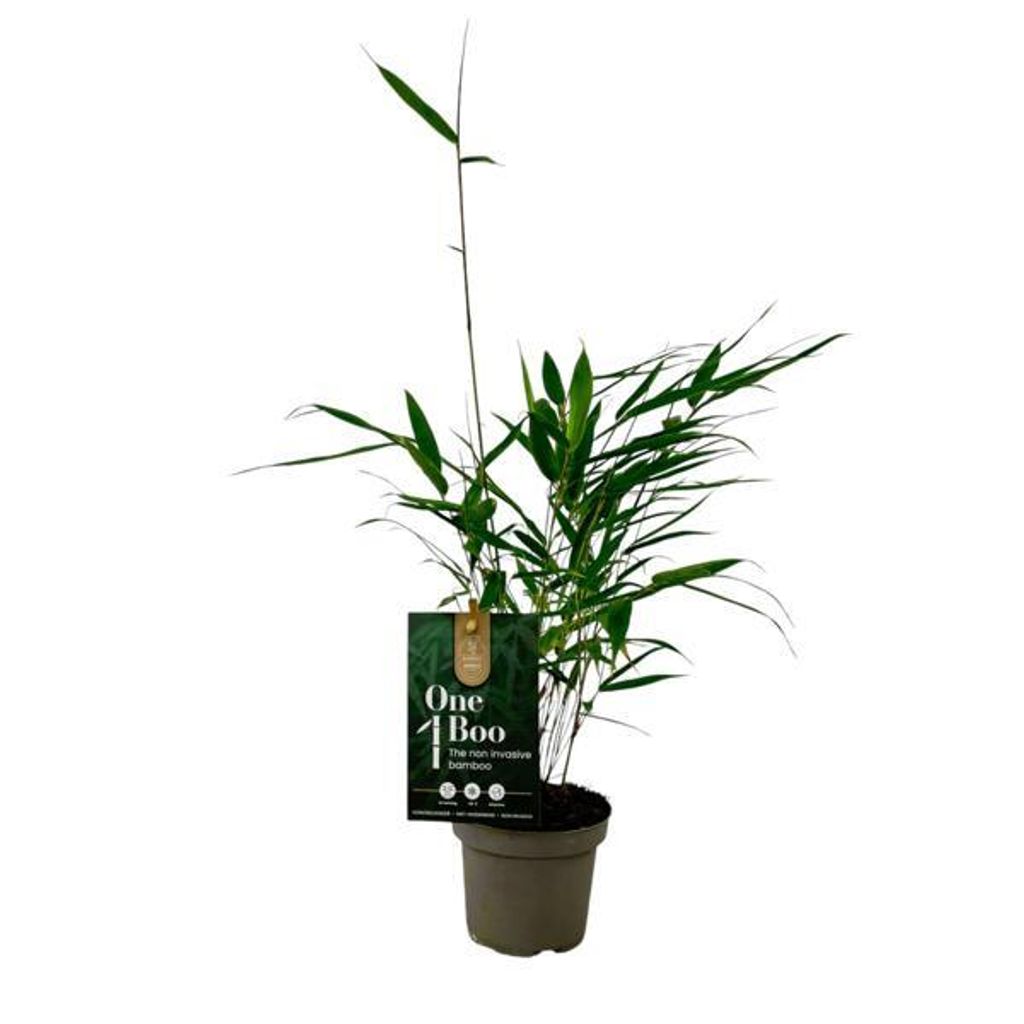 Fargesia Robusta Pingwu Bamboo 30 cm - wytrzymały, Zdjęcie produktu 