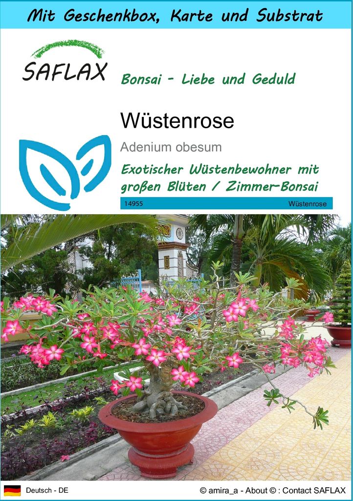 SAFLAX - Geschenk Set - Bonsai - Wüstenrose - 8 Samen - Mit Geschenk- / Versandbox, Versandaufkleber, Geschenkkarte und Anzuchtsubstrat - Adenium ...