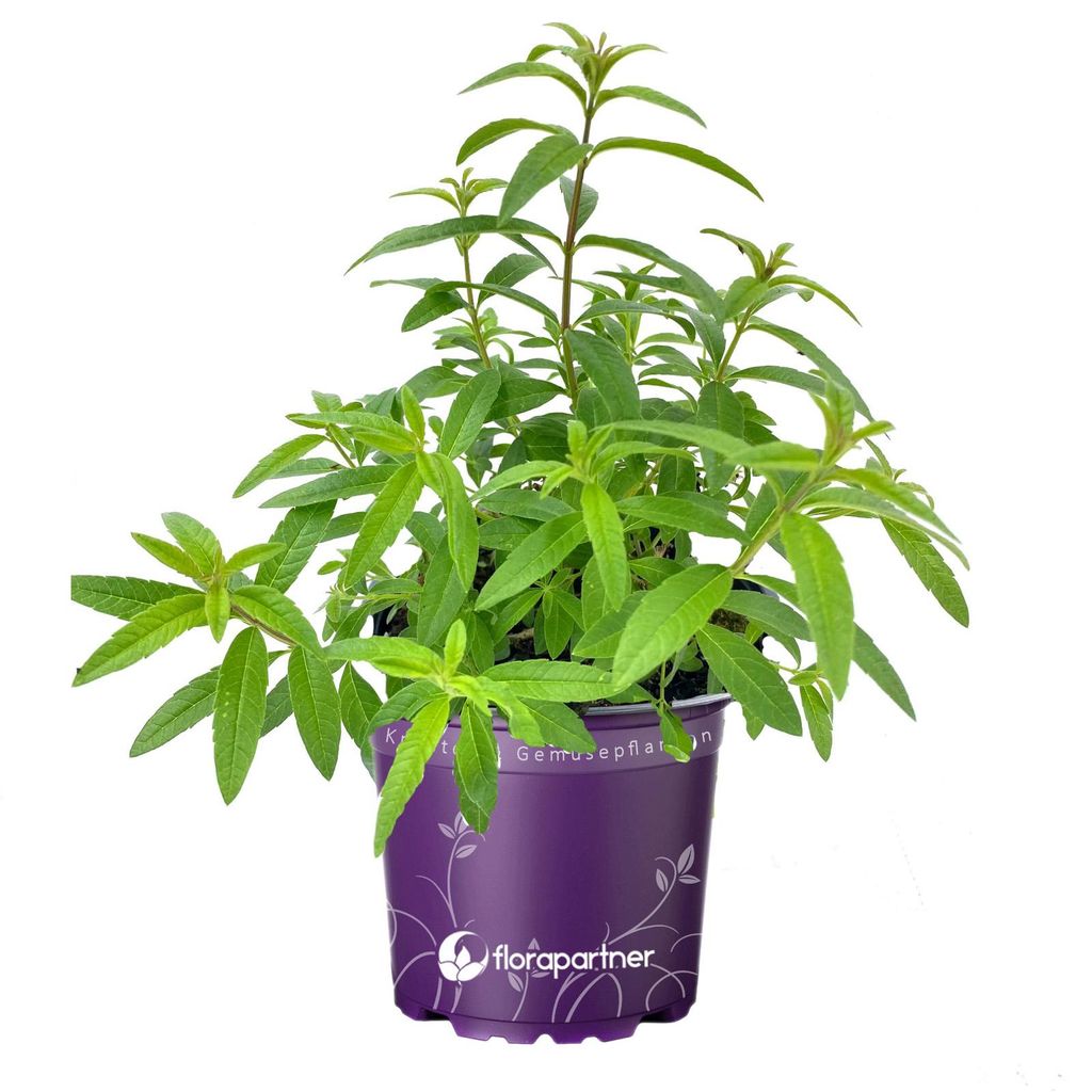 Zitronenstrauch Zitronen Verbene  Aloysia citrodora Produktbild 