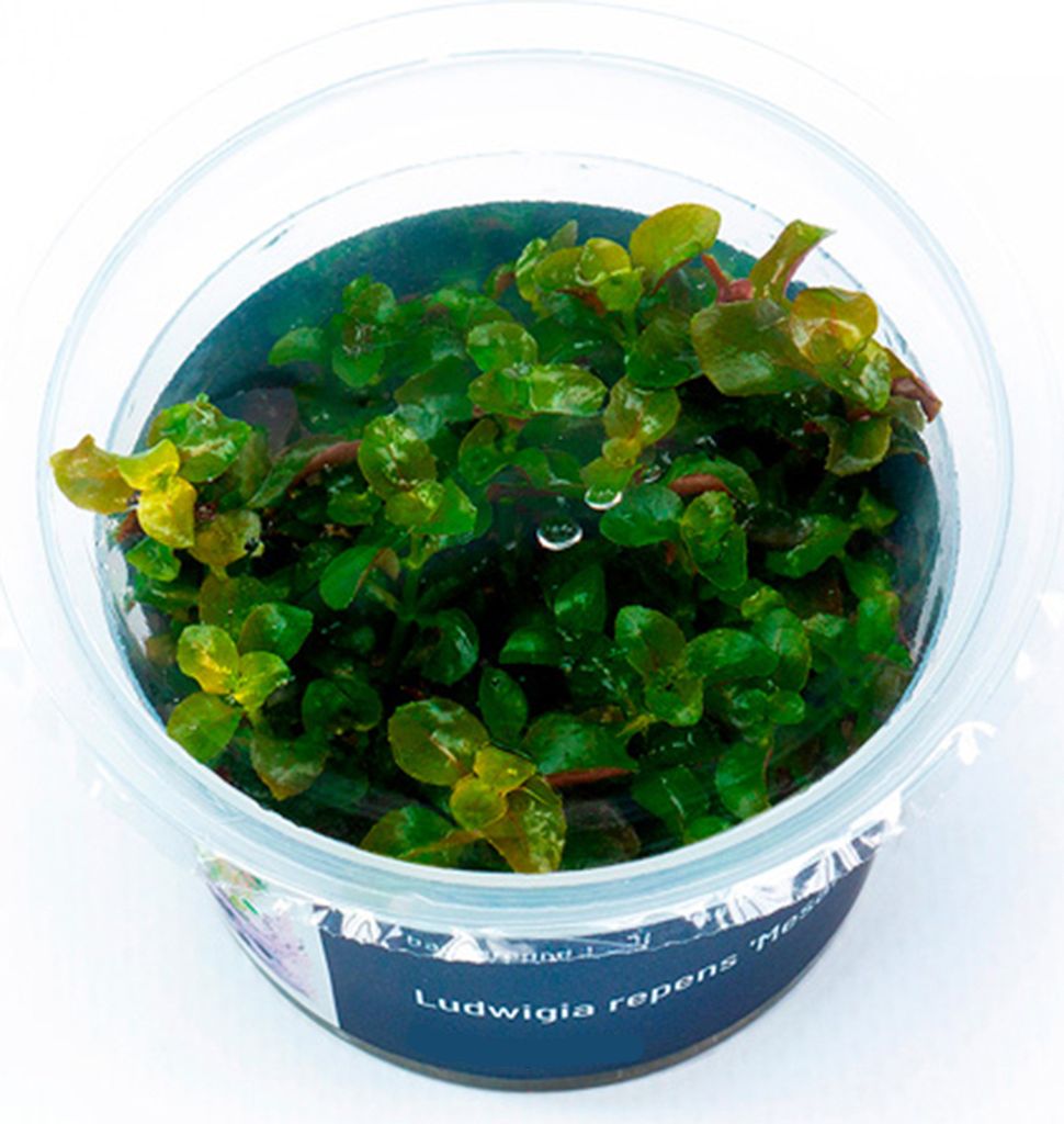 Ludwigia repens 'Mesakana' In-Vitro Cup algen- und schneckenfrei