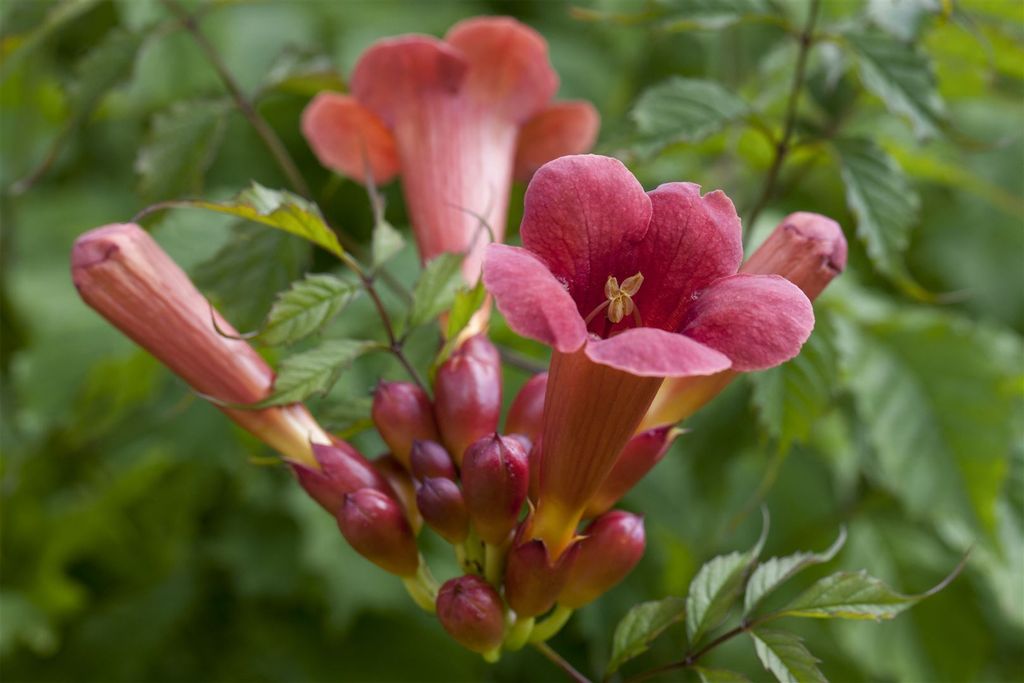 Campsis radicans 'Stromboli', Trompetenblume, leuchtend rot, 40–60 cm