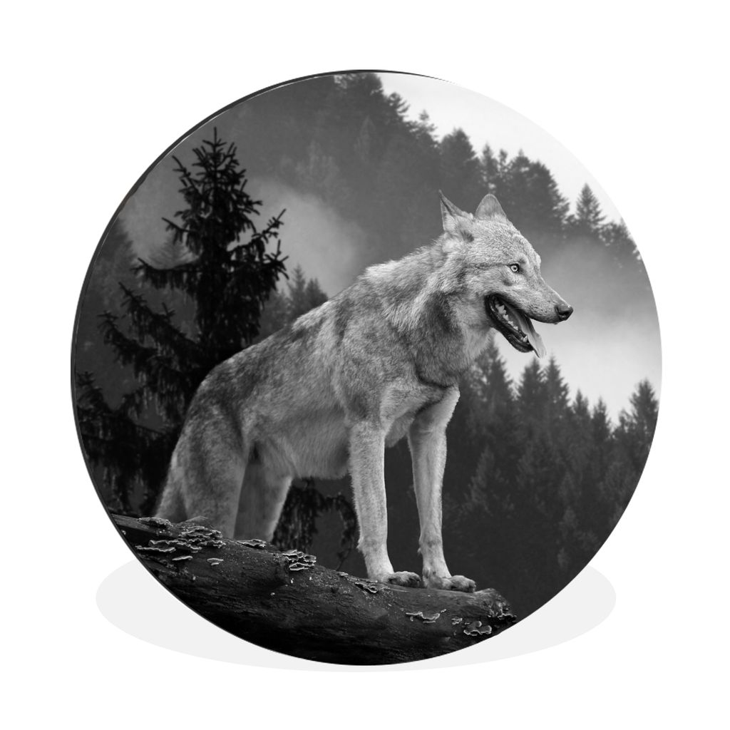 MuchoWow Aluminium Wandkreis Wolf - Wald - Schwarz - Weiß Ø 60 cm Wanddeko Modern Wohnzimmer - Wand Kreis - Wandbild - Schlafzimmer - Aluminium...