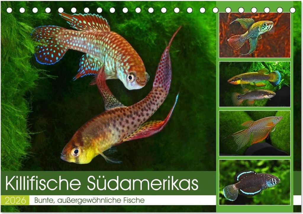 Killifische Südamerikas (Tischkalender 2026 DIN A5 quer), CALVENDO Monatskalender