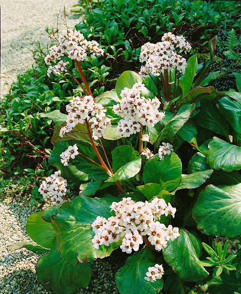 Bergenia cordifolia 'Bressingham White', Riesensteinbrech, weiß, ca. 11x11 cm Topf