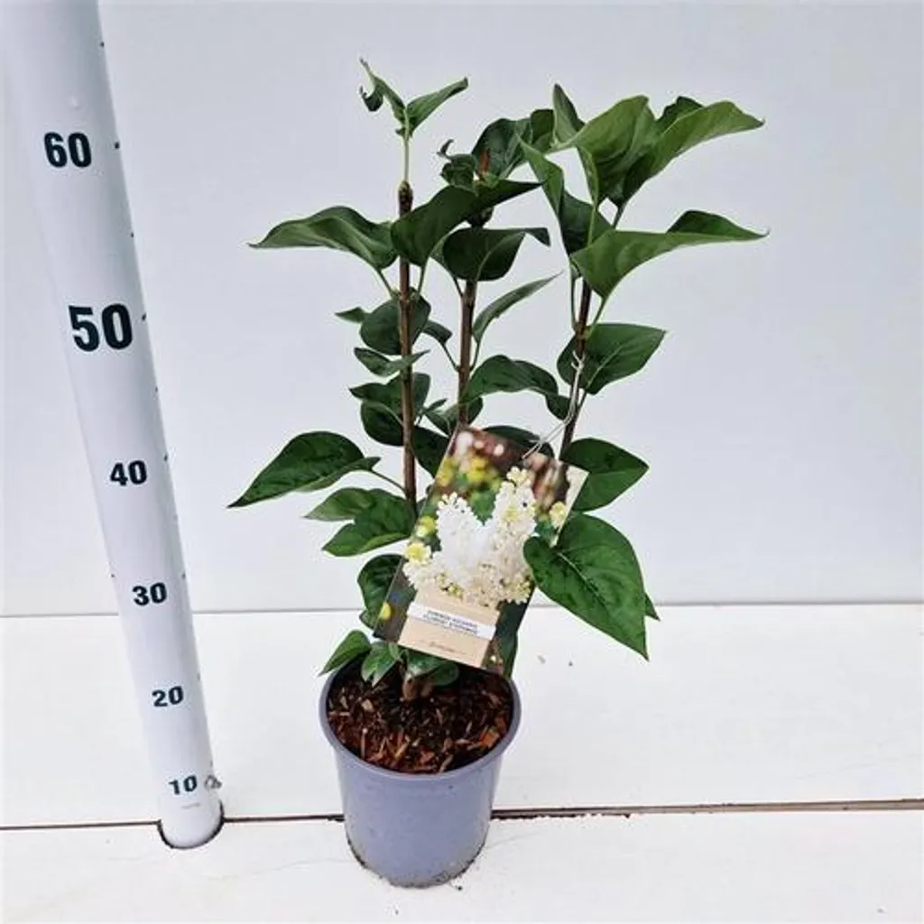Arbuste Lilas Commun Blanc Mme Florent Stepman - Plante de Haie Fleurie - 2