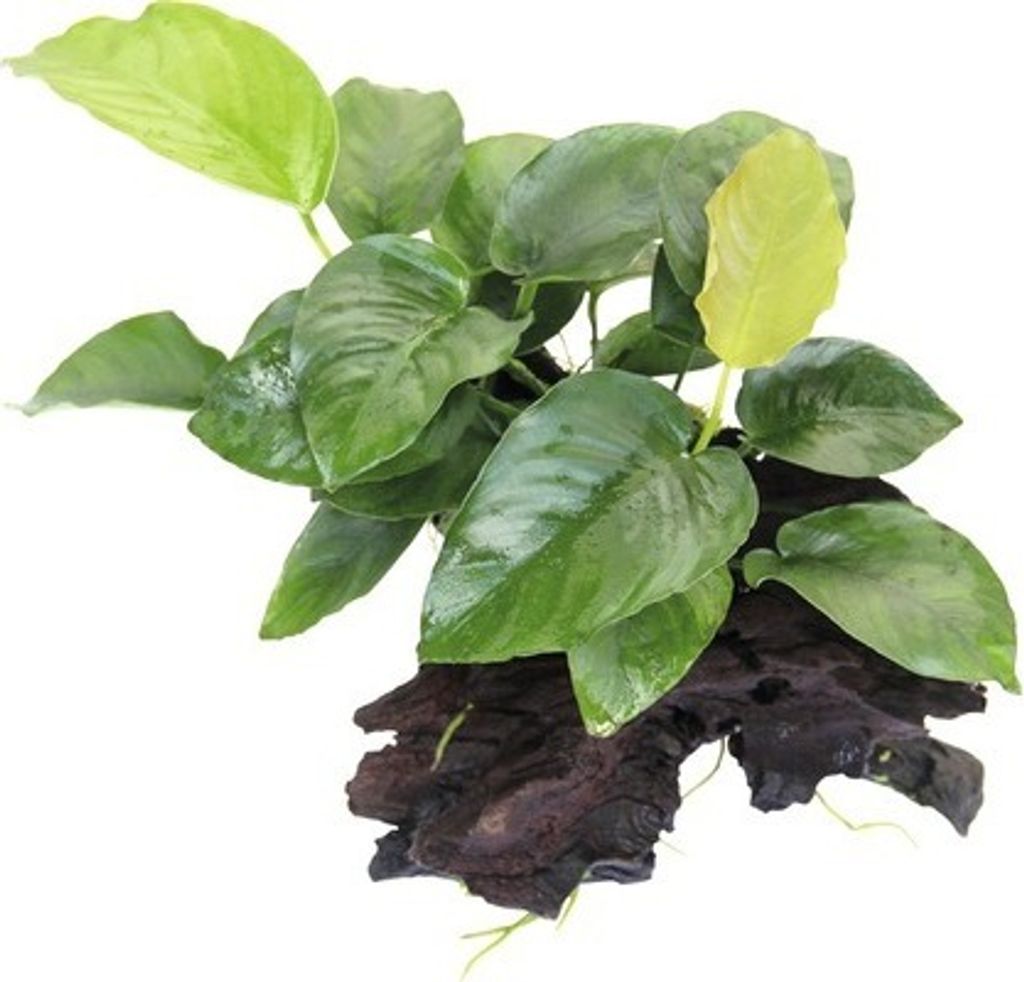 GroßesSpeerblatt - Anubias barteri auf Wurzel ca. 17 x 8 x Produktbild 