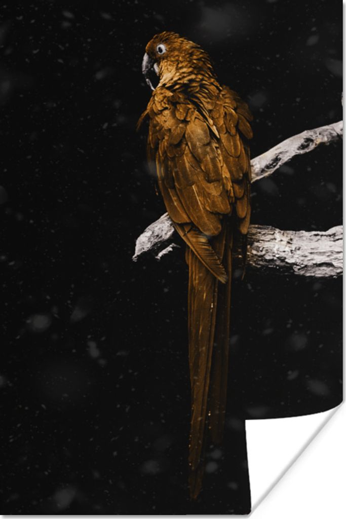 MuchoWow Poster Papagei - Vogel - Gold 120x180 cm - Kunstposter