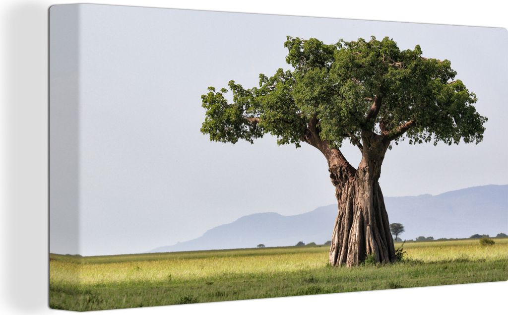 OneMillionCanvasses - Leinwandbilder - 150x100 cm, Baobab-Baum mit riesigem Stamm und grünen Blättern, Wandbilder Kunstdruck Wanddekoration