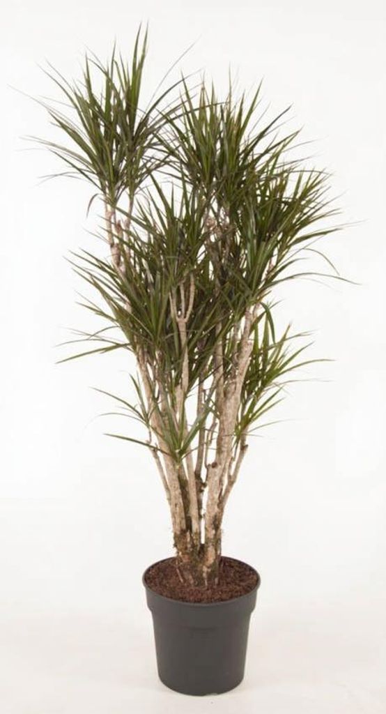 Drachenbaum Dracaena Marginata verzweigt 24 cm Topf 120 cm Höhe
