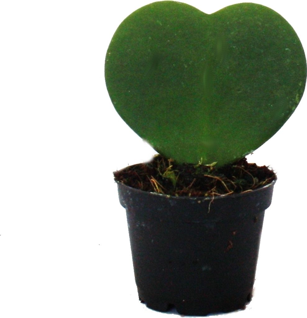 Hoya kerii – Herzpflanze, Herzblume oder „kleine Liebling“ Produktbild 