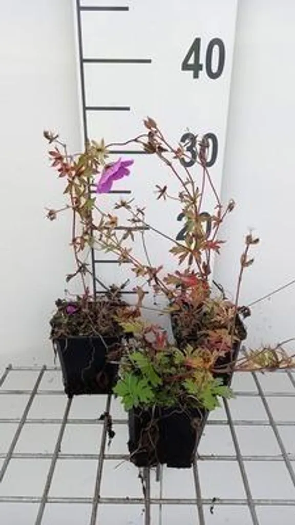 Géranium 'Js Matu Vu' - 6 plants pour supprimer les mauvaises herbes
