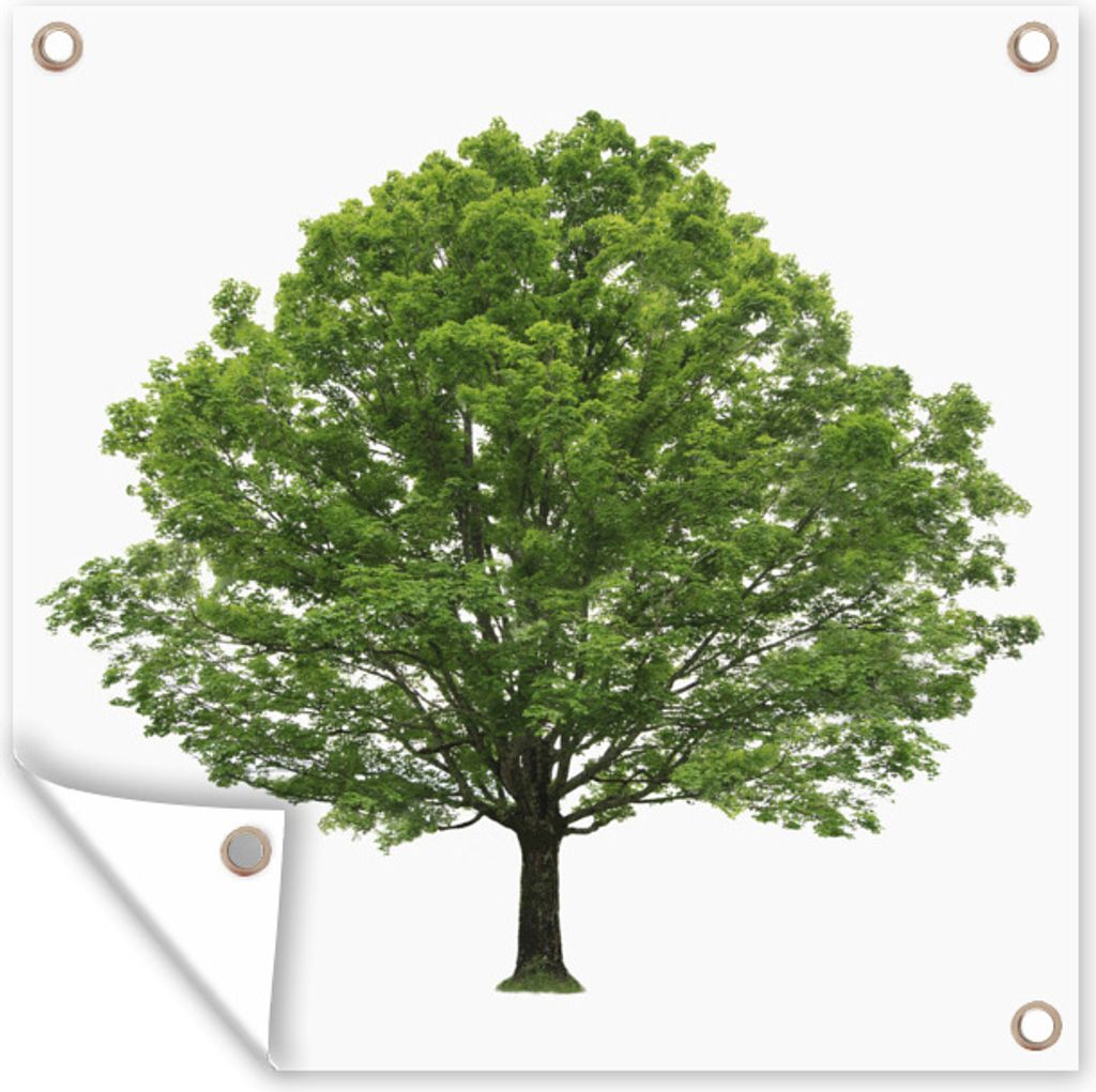 MuchoWow 50x50 cm Outdoor-Poster Gartendeko Sichtschutz Garten Poster für den Garten Ahornbaum auf weißem Hintergrund