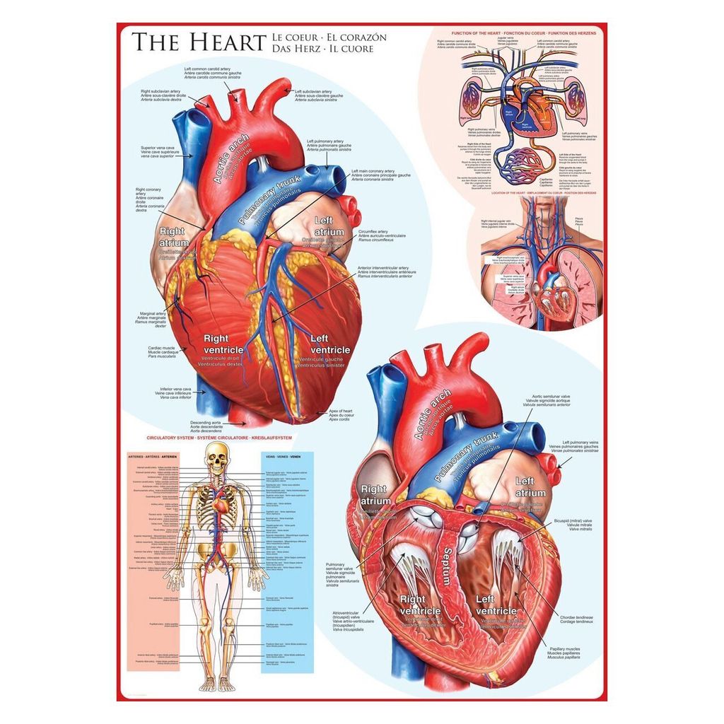 Eurographics Puzzle Le cœur, anatomie, 1000 pièces, 68 x 48 Image du produit 