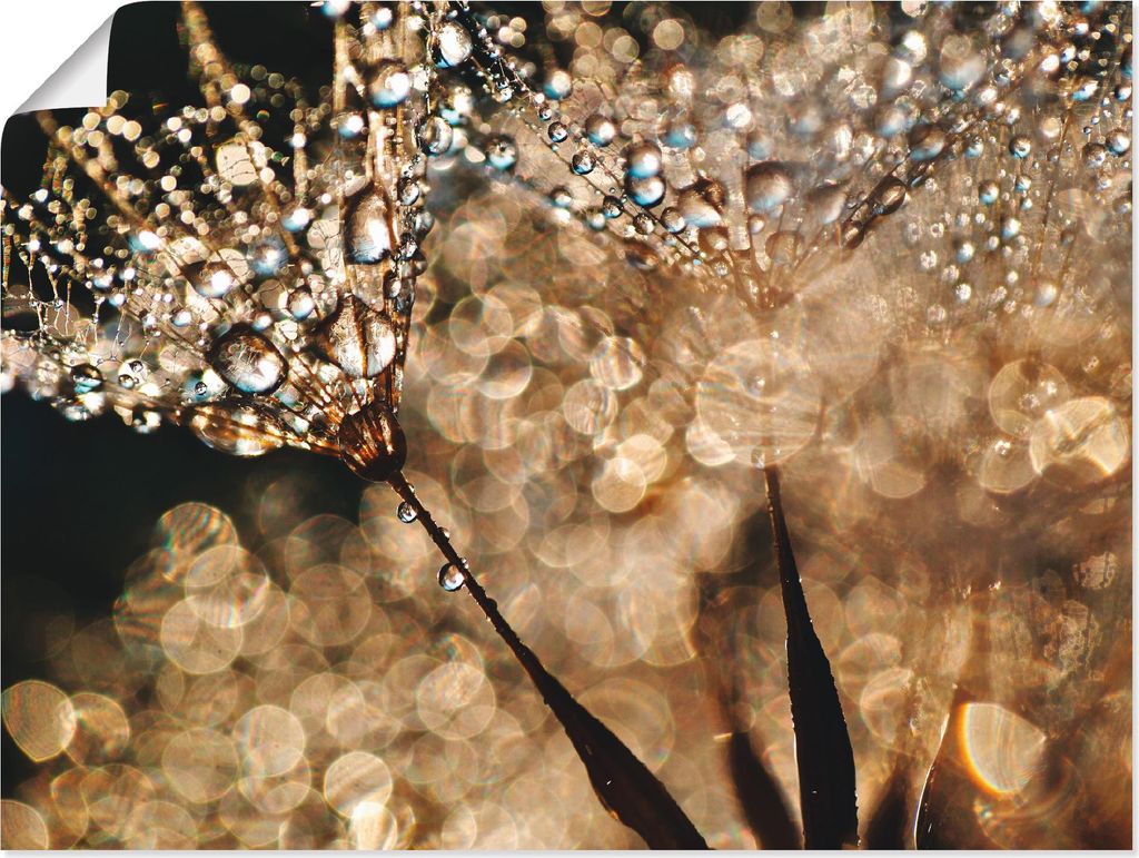 ARTland Poster Pusteblume Goldschimmer Größe: 60x45 cm