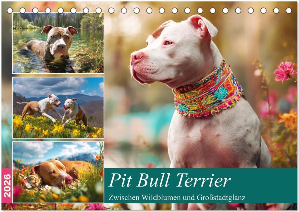 Pit Bull Terrier. Zwischen Wildblumen und Großstadtglanz (Tischkalender 2026 DIN A5 quer), CALVENDO Monatskalender