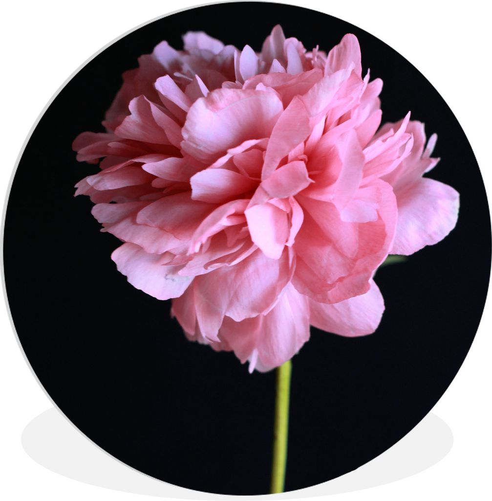 MuchoWow Rundes Wandbild - Runde Bilder Rosa Pfingstrose in Blüte Ø 30 cm Kreis Wanddekoration Kunststoff - Wandkreis - Wandschmuck - Schlafzim...