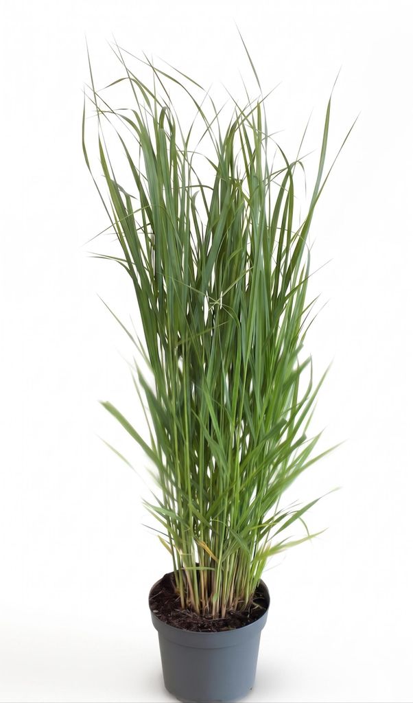 Panicum virgatum 'Northwind', Rutenhirse, aufrecht, 3-5 Produktbild 