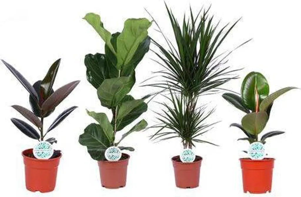 Mix de 4 plantes d'intérieur pour salon, plantes vertes hautes 75 cm