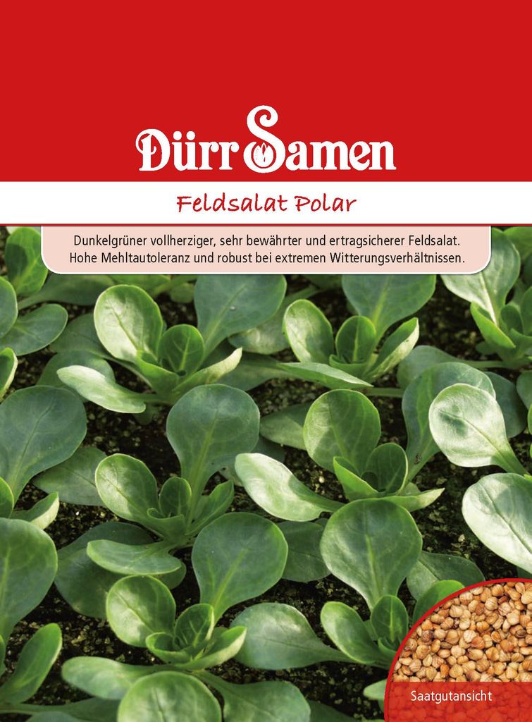 Artikelbild 1 von 'Feldsalat Polar' aus der Kategorie Feldsalatsamen