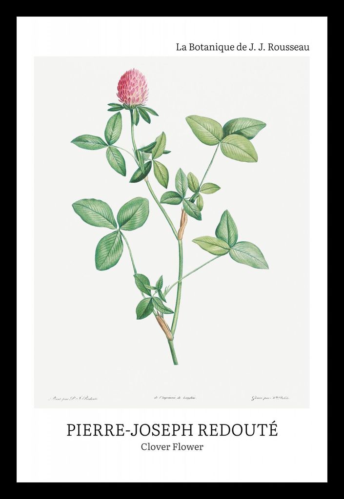 Plakat 20x30cm Design Klee Blume, Redoute Vintage für das Wohnzimmer