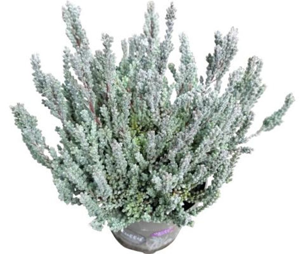 Knospenheide Gardengirls® 'Fluffy' FloraSelf Ø 11 cm Topf Produktbild 