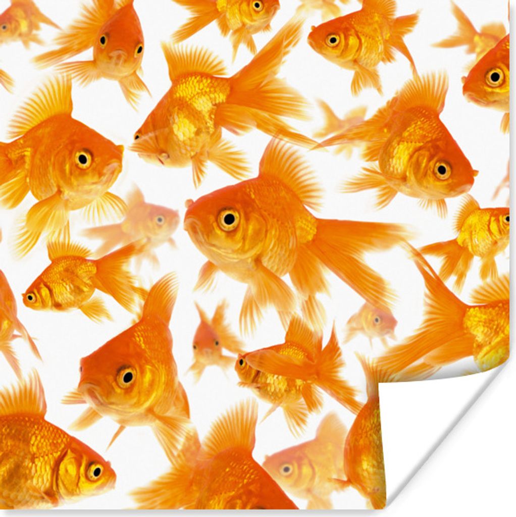 MuchoWow Poster Goldfisch - Weiß - Fisch 30x30 cm - Wandposter - Printing
