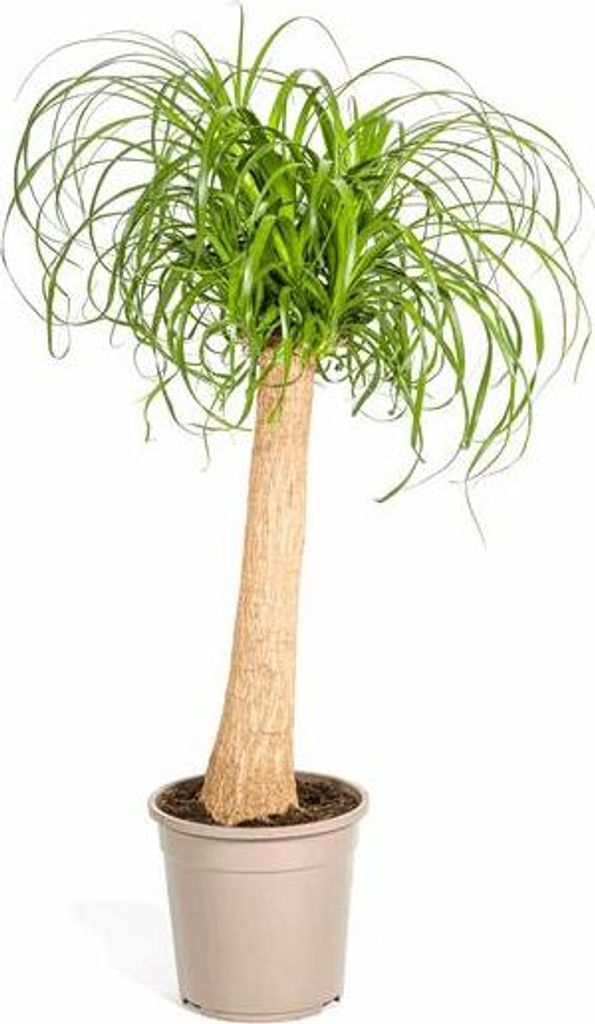 Beaucarnea Recurvata Elefantenfuß Ø24cm 80-100cm pflegeleicht Zimmerpflanze
