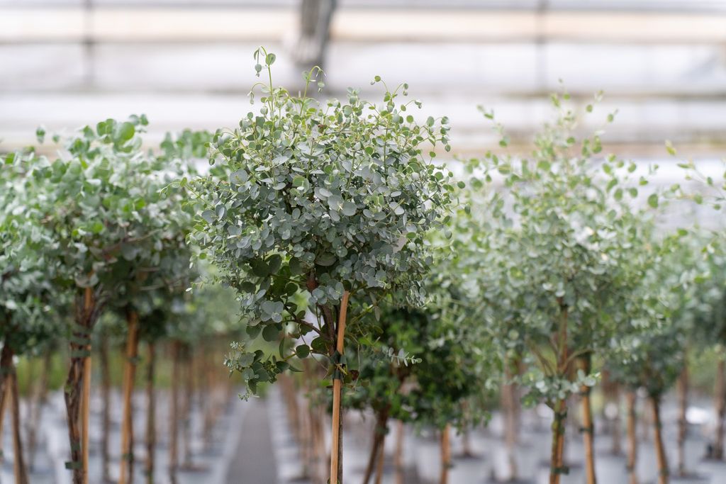 Eucalyptus Stamm Eukalyptusbaum, 90 - 120 cm, Pflanze Produktbild 2