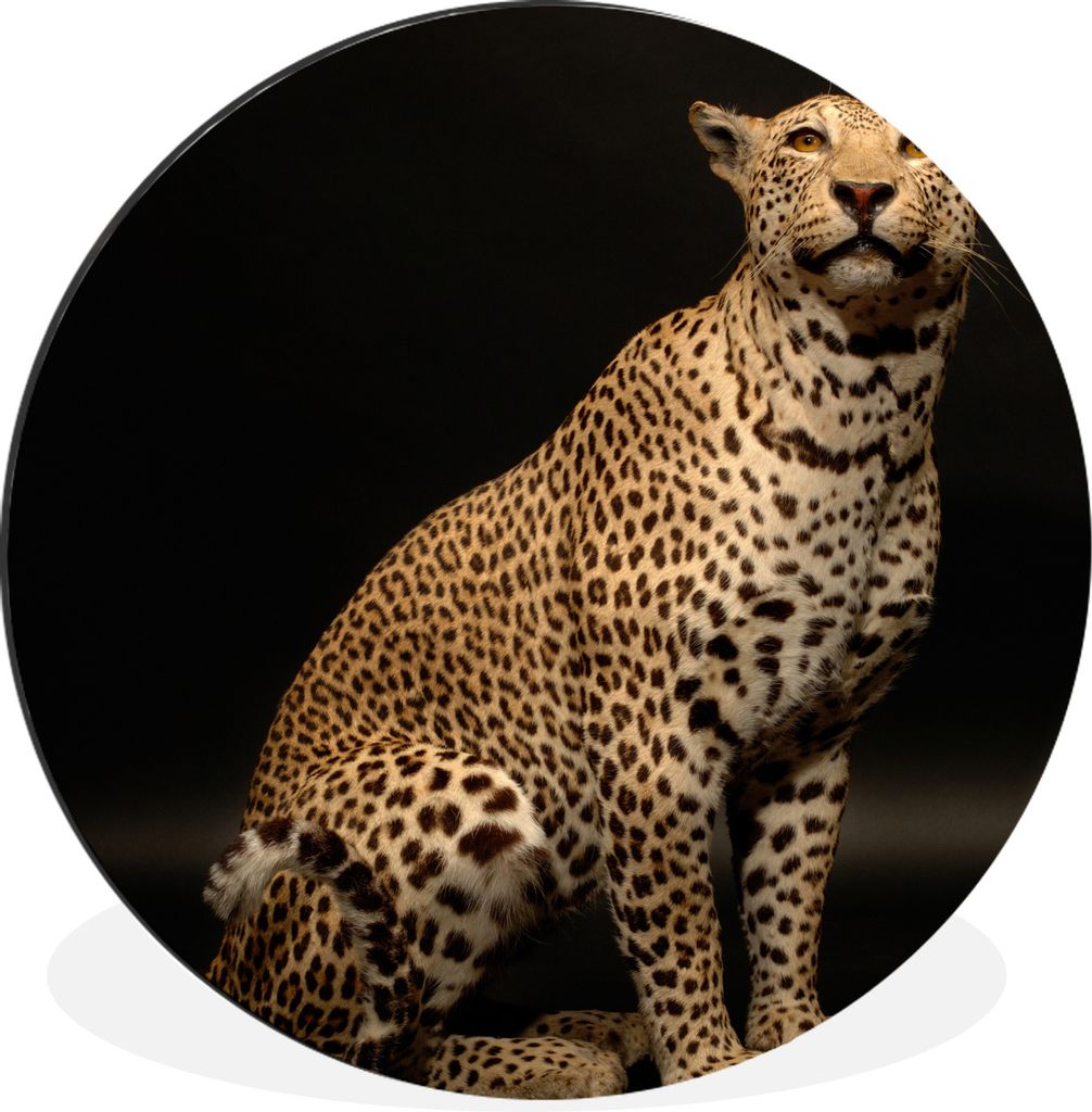 MuchoWow Aluminium Wandkreis Leopard - Tiere - Fleck Ø 30 cm Wanddeko Modern Wohnzimmer