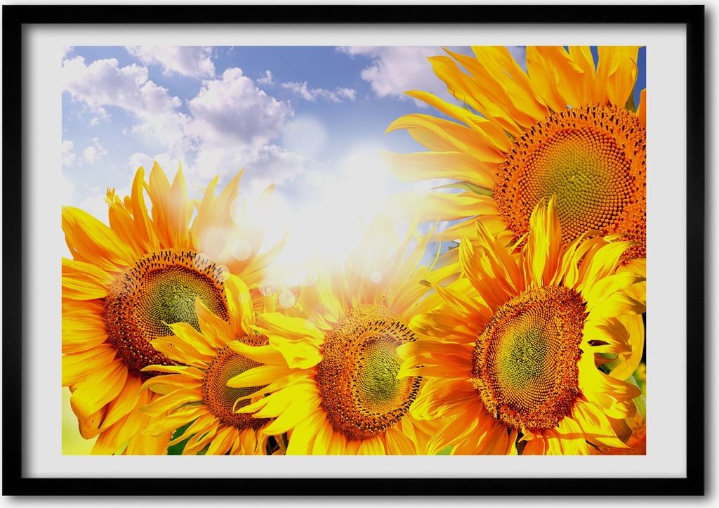 Bild - Bilder - Bilderrahmen - 70 cm x 50 cm - MDF-Rahmen, Wandkunst Sunflowers
