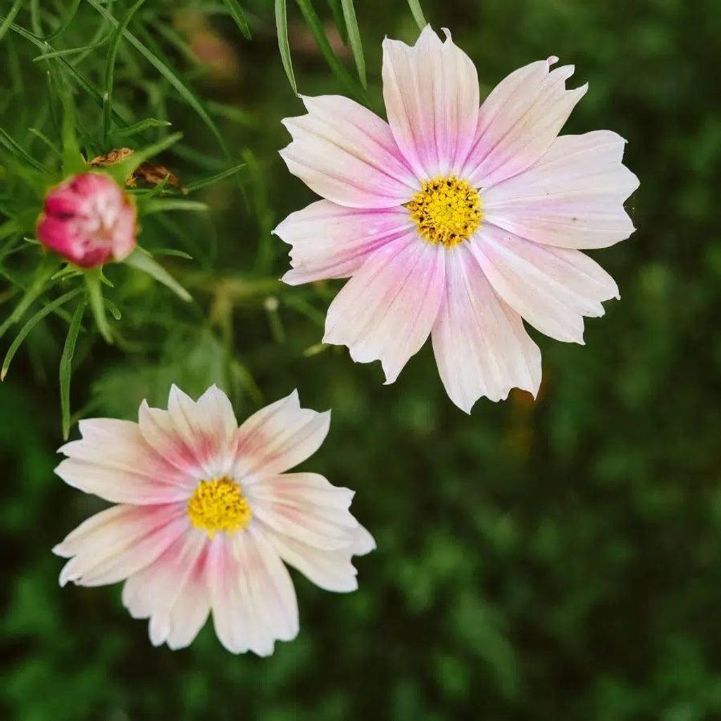 Cosmos bipinnatus Apricot Lemonade – Kosmee Samen – Apricot Karamell Rosé & Cremeweiß – Kompakte Sommerblume – Ideal für Balkon, Töpfe ...