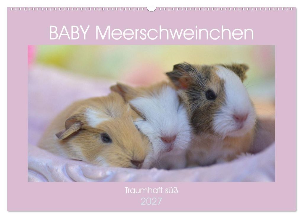 BABY Meerschweinchen Traumhaft süß (Wandkalender 2027 DIN A2 quer), CALVENDO Monatskalender