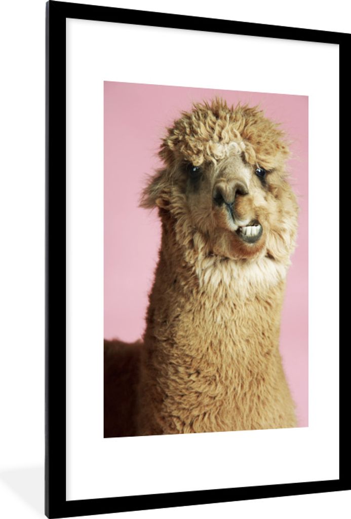 MuchoWow MuchoWow Gerahmtes Poster Porträt - Tiere - Alpaka 60x90 cm - Poster mit zchwarzem Bilderrahmen - Dekoration - Wandposter Wohnzimmer ...