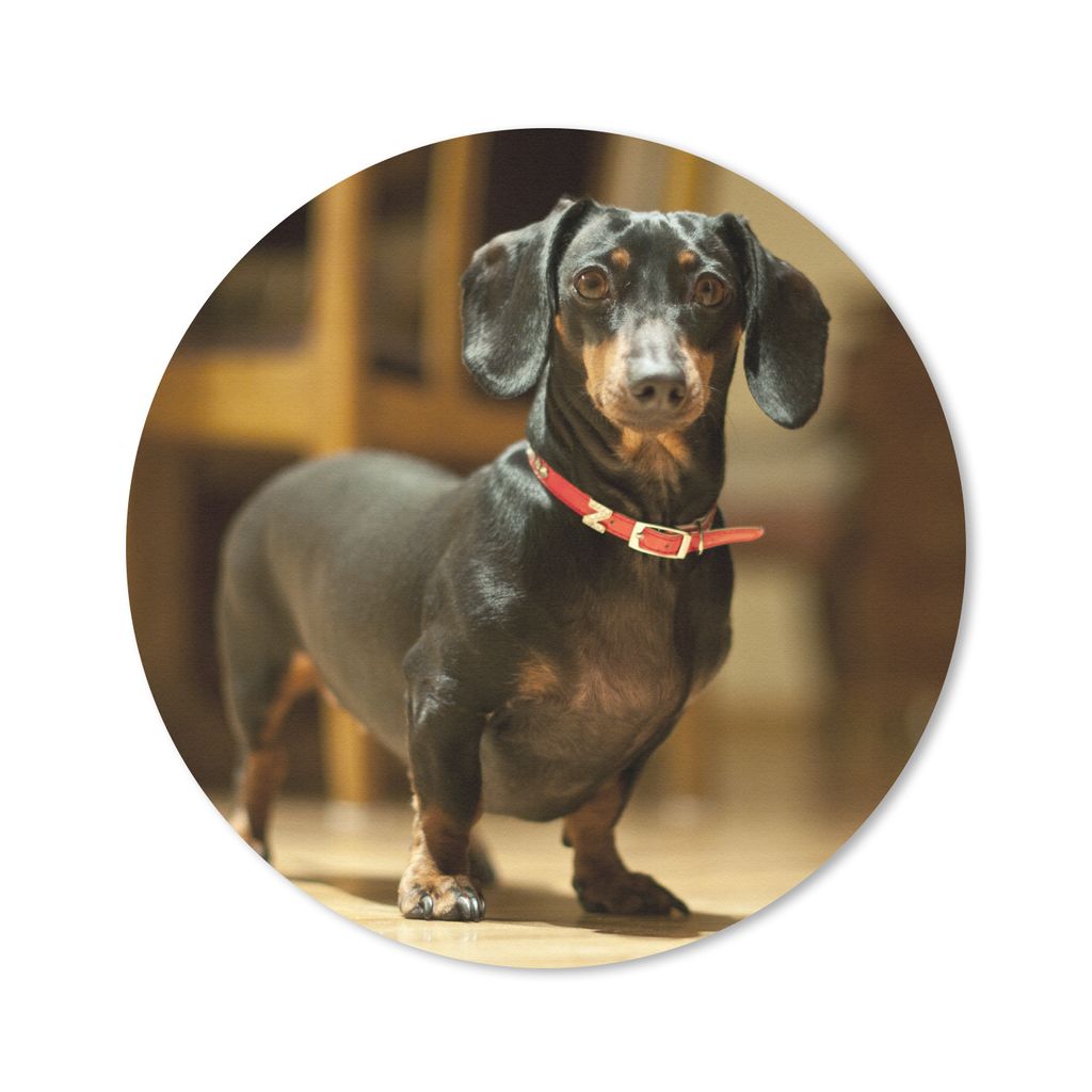 MuchoWow Mauspad Mousepad Porträt eines schwarzen Dackels 20x20 cm - Mousepads - Maus Mat - Pad - Mausunterlage - Schreibtischmatte