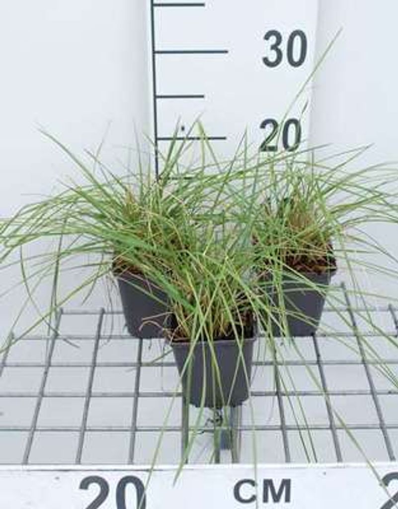 6 x Festuca mairei - Atlas Schwingel - Topf 9 x 9 cm
