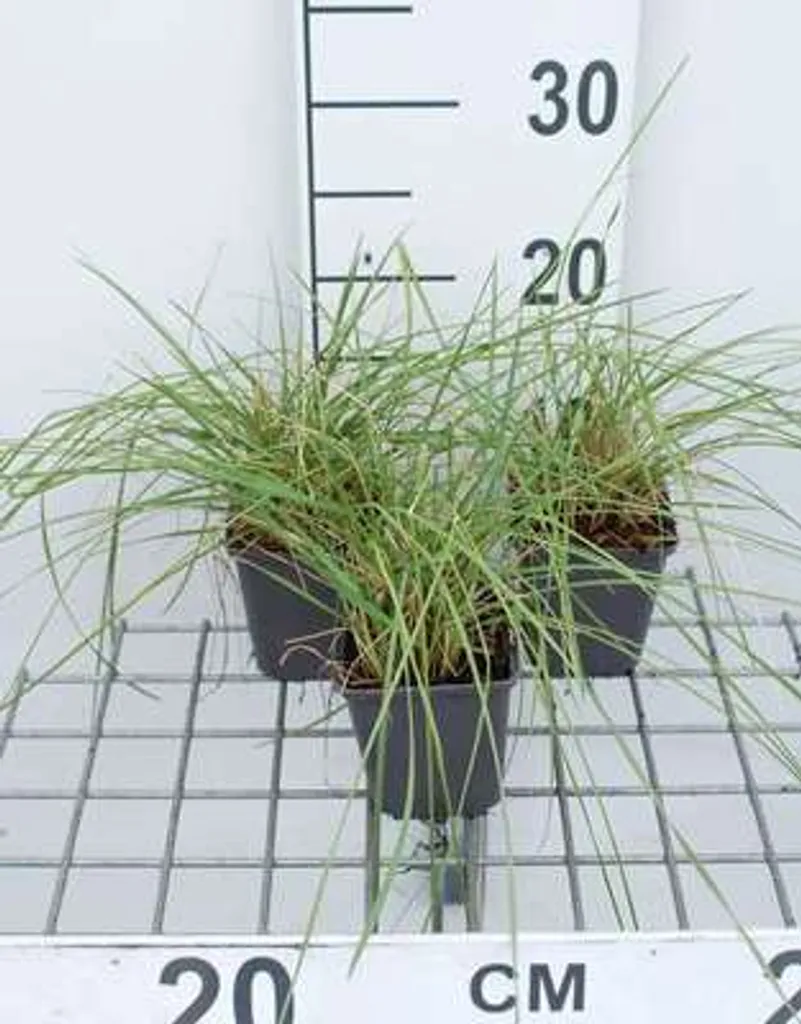 Aménager un Jardin sans Arrosage avec 6 Festuca mairei en Pots de 9cm