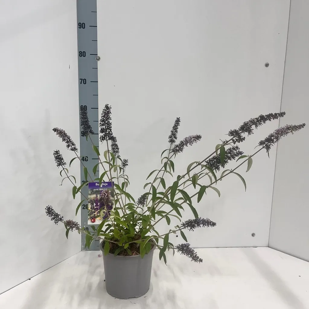 Arbre aux papillons Buddleja davidii Black Knight idéal pour vos haies