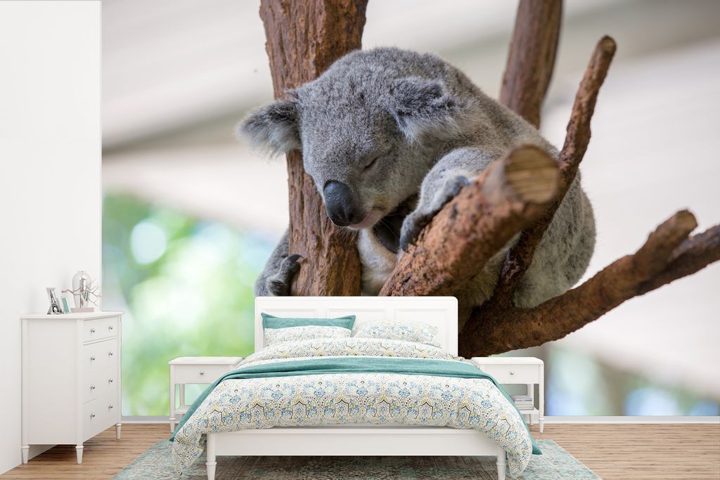 MuchoWow Fototapete für Wohnzimmer oder Schlafzimmer Wandtapete Vinyl Motivtapete Koala - Zweig - Grau - 525x350 cm - Das Hintergrundbild