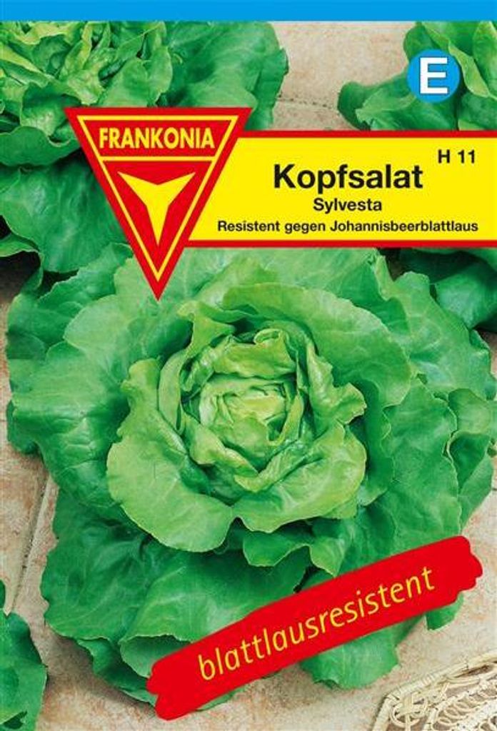 Kopfsalat Sylvesta Produktbild 