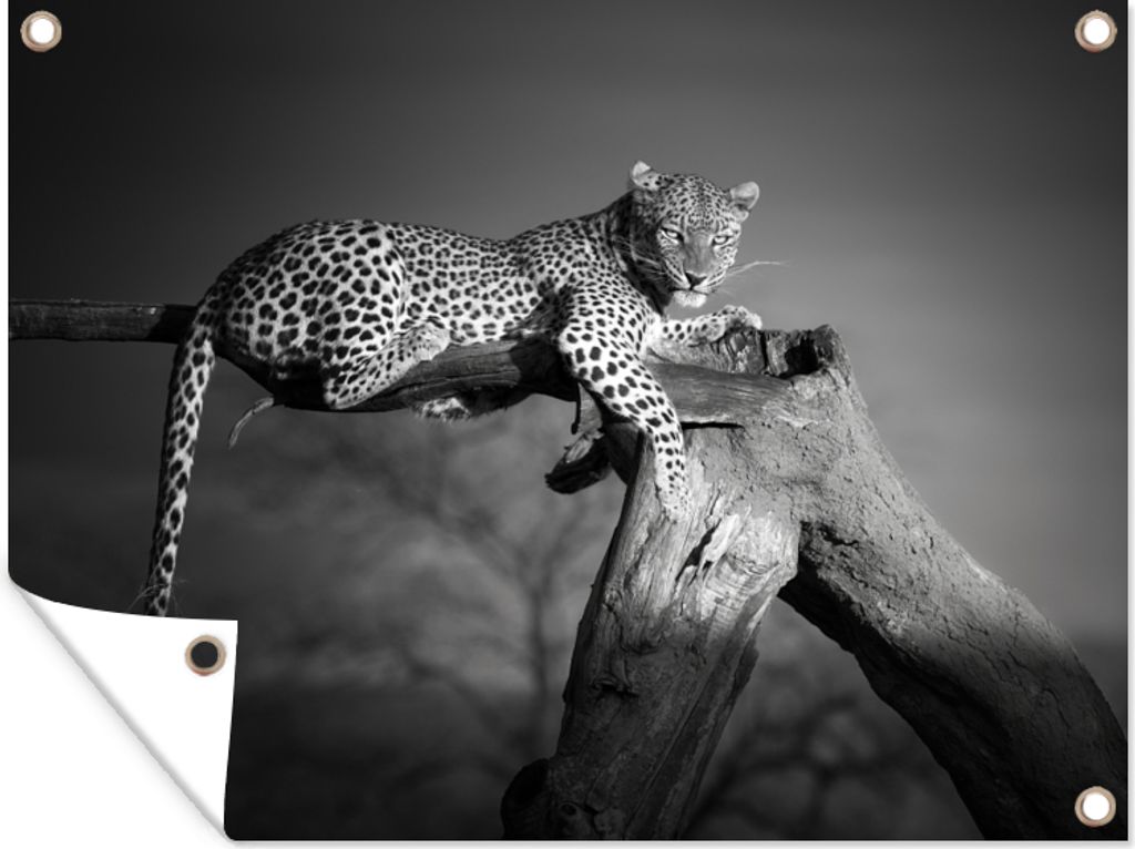MuchoWow 80x60 cm Outdoor-Poster Gartendeko Sichtschutz Garten Poster für den Garten Panther - Baum - Tiere - Schwarz - Weiß