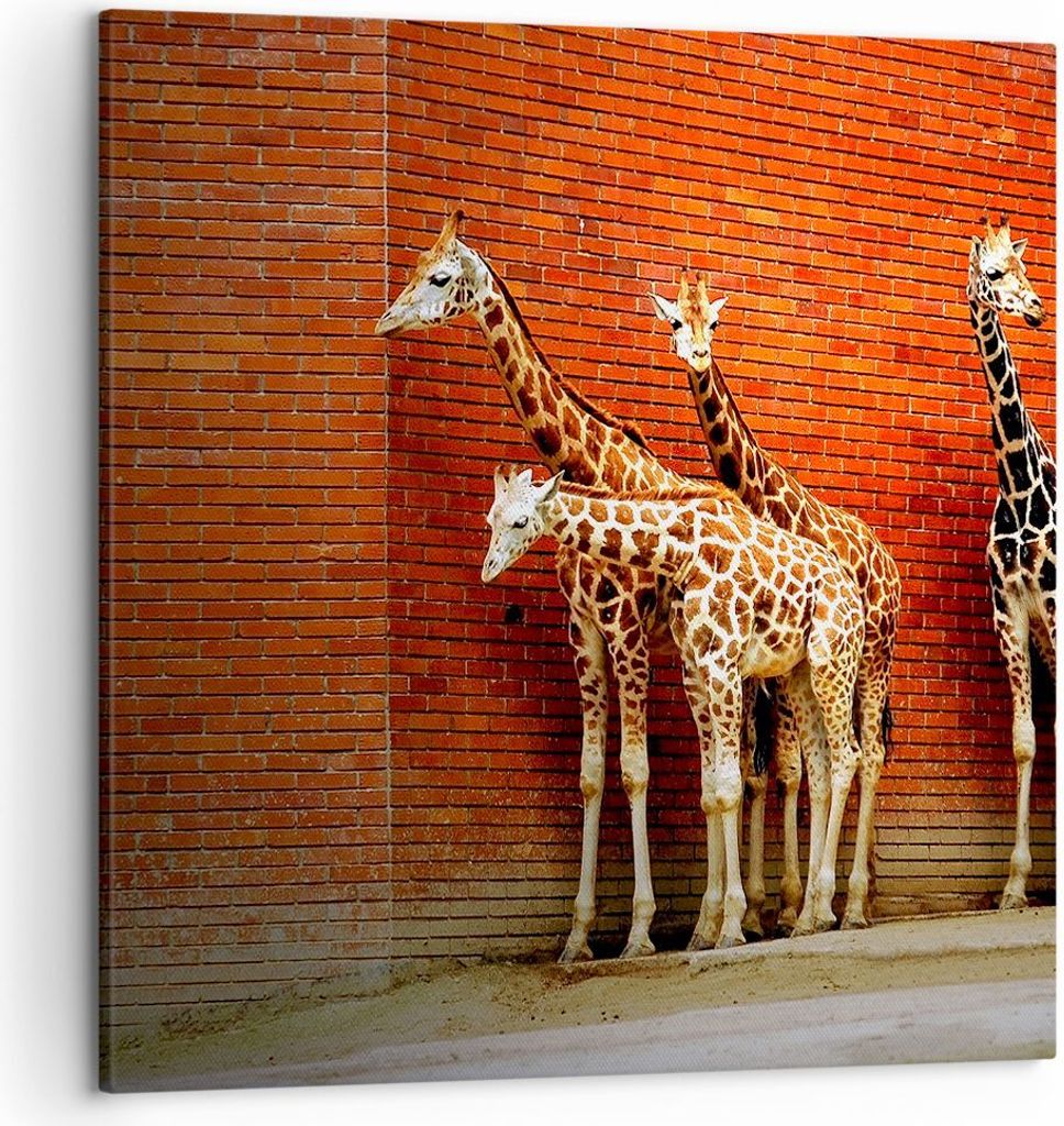 Bild auf Leinwand - Leinwandbild - Tiere Giraffen Zoo Familie - 50x50cm - Wand Bild - Wanddeko - Leinwanddruck - Bilder - Kunstdruck - Wanddekorati...