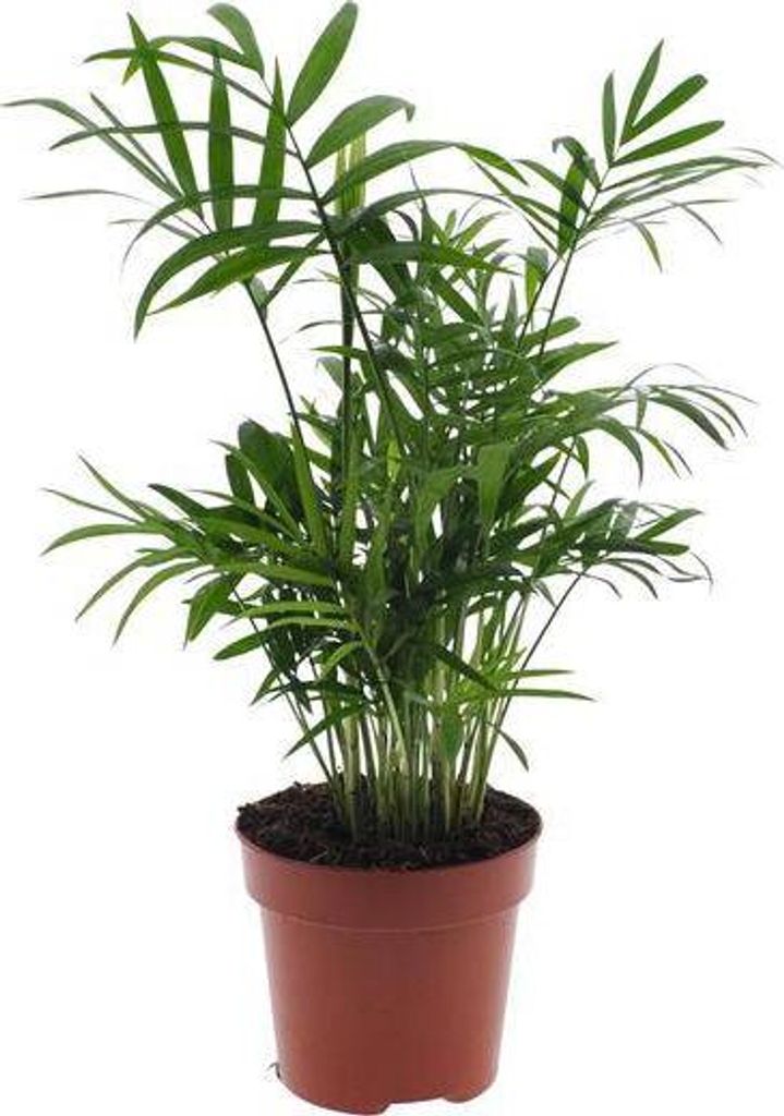 Chamaedorea elegans Bergpalme Zimmerpflanze Ø12cm H40cm Pflegeleicht Zwergpalme