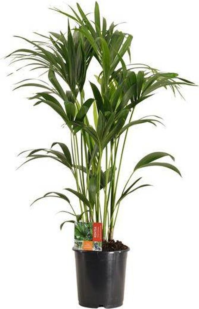 Kentiapalme Howea Forsteriana Ø24cm 120cm Luftreinigende Zimmerpalme