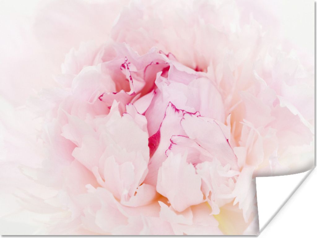 MuchoWow Poster Nahaufnahme einer dichten rosa Pfingstrose 40x30 cm - Plakate für die Wände - Poster Wohnzimmer