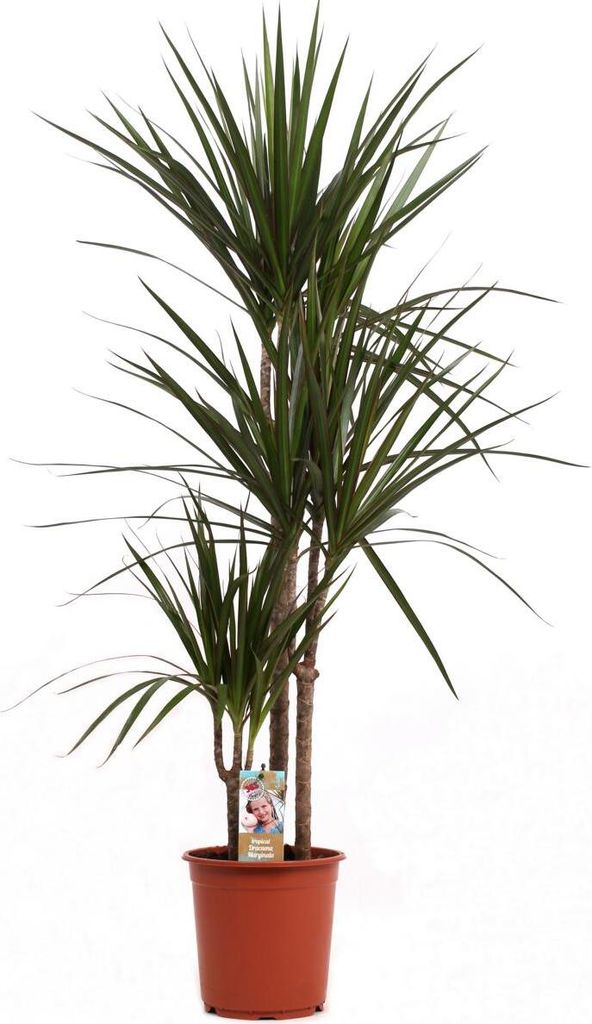 Dracena - Drachenbaum ca. 2,50 Meter high quality hoch