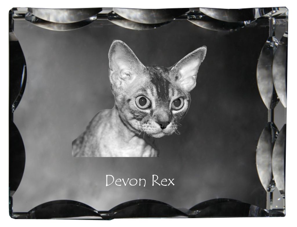 Devon Rex - Kristall mit Katzenbild, Glasstatuette mit Bild, einzigartiger Bilderrahmen der Marke Art-Dog
