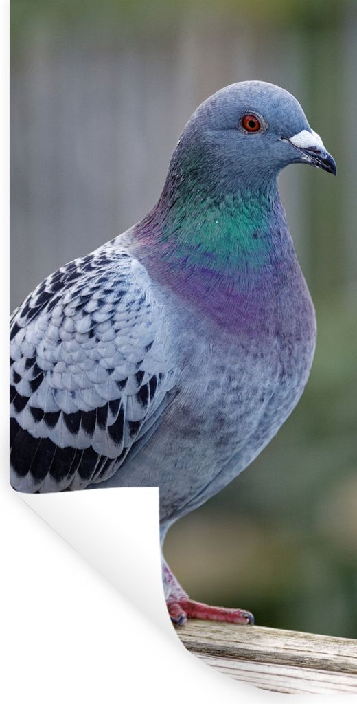 MuchoWow Wandtattoo Wandsticker Wandaufkleber Taube - Vogel - Lila - Federn 60x120 cm Selbstklebend und Repositionierbar - Selbstklebend - Fotota...