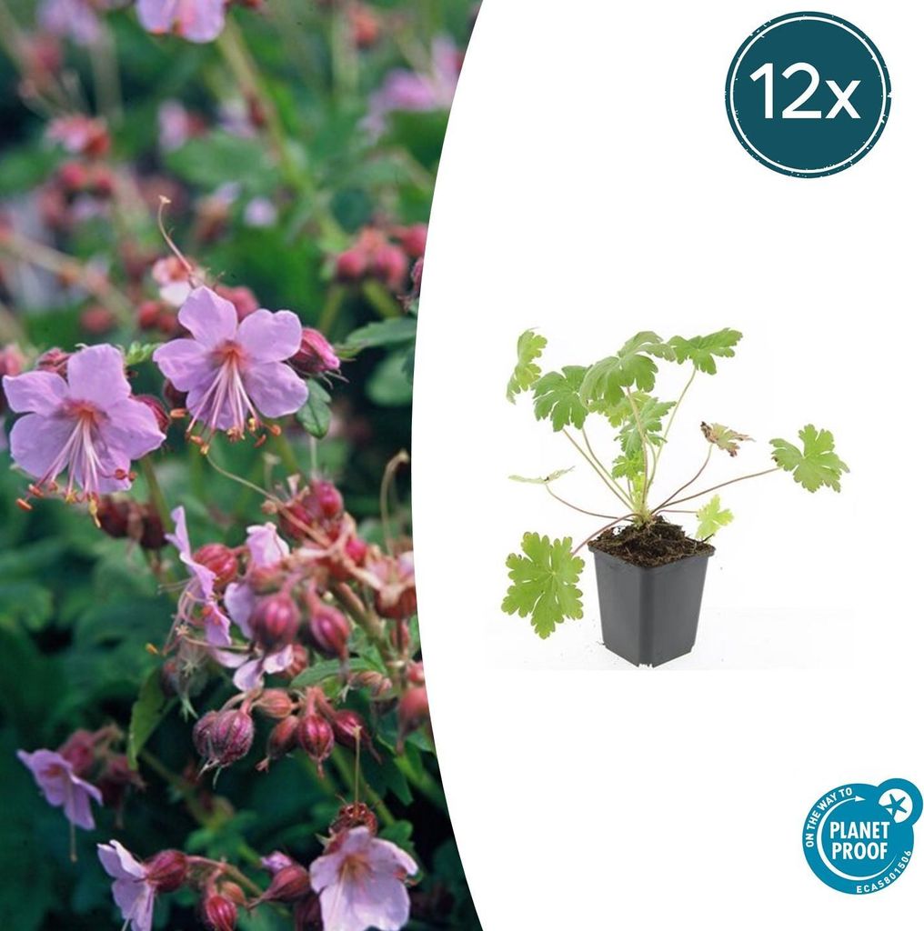 Bodendecker - Balkan-Storchschnabel - Geranium macrorrhizum 'Ingwersen's Variety' - 9cm Topf - Set mit 12 Pflanzen