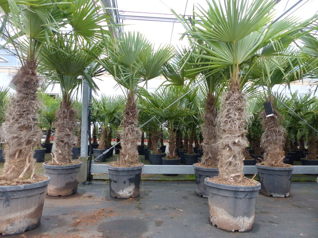 Trachycarpus Fortunei Uberwintern Im Kubel